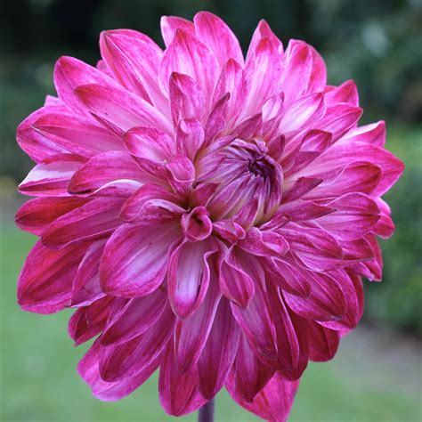 The Gleaming Magical Dahlia: A Talisman for Good Fortune